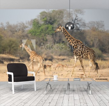 Image de Giraffe in the Timbavati